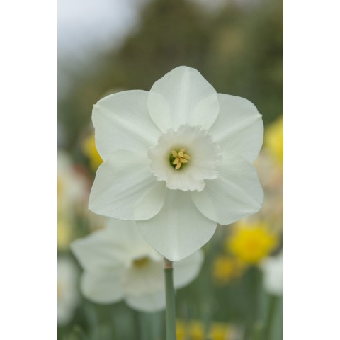 Daffodil (Narcissus) Large Cupped Stainless 5 Bulbs Ready for Planting Now in UK Autumn Outdoor Gardens