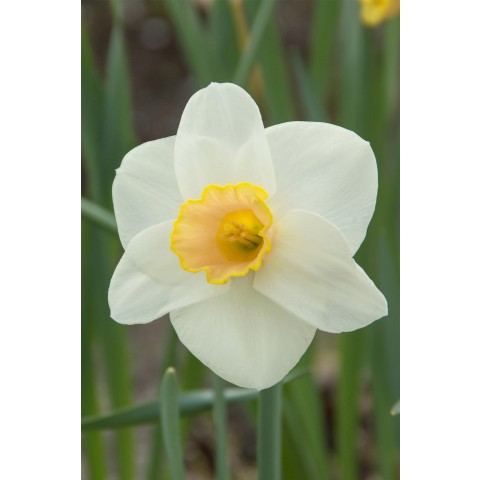Daffodil (Narcissus) Salome 6 Bulbs Ready for Planting Now in UK Autumn Outdoor Gardens