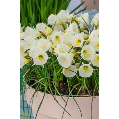 Daffodil (Narcissus) Botanical Arctic Bells 8 Bulbs Ready for Planting Now in UK Autumn Outdoor Gardens