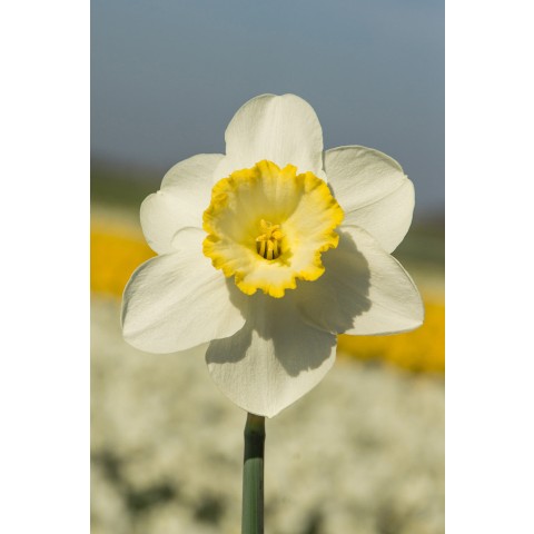 Daffodil (Narcissus) Frosty Snow 5 Bulbs Ready for Planting Now in UK Autumn Outdoor Gardens