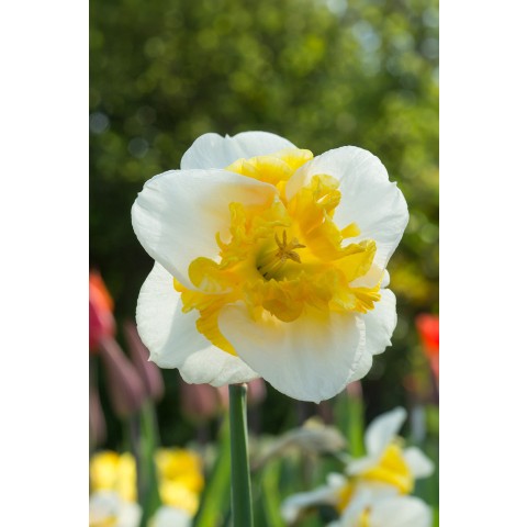 Daffodil (Narcissus) Orchid/Split Love Call 5 Bulbs Ready for Planting Now in UK Autumn Outdoor Gardens