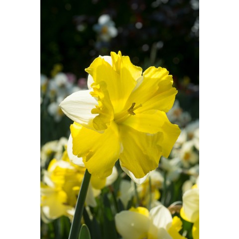 Daffodil (Narcissus) Split Corona Banana Daiquiri 5 Bulbs Ready for Planting Now in UK Autumn Outdoor Gardens