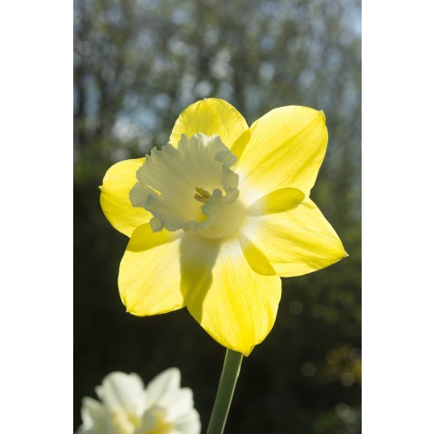 Daffodil (Narcissus) Trumpet Teal 5 Bulbs Ready for Planting Now in UK Autumn Outdoor Gardens