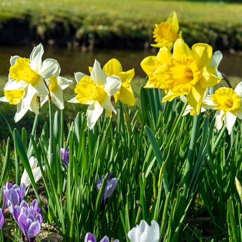 Daffodil (Narcissus) Single Bulbs Mix Ready for Planting Now in UK Autumn Outdoor Gardens by Jamieson Brothers