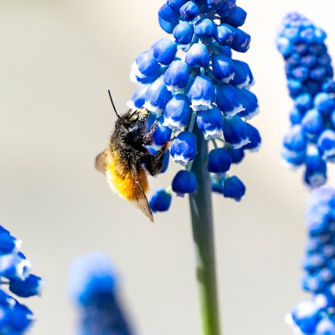 Muscari Armeniacum 50 Bulbs Ready for Planting Now in UK Autumn Outdoor Gardens