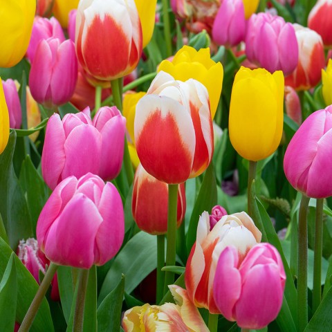 Tulip Triumph Mix 6 Bulbs Ready for Planting Now in UK Autumn Outdoor Gardens