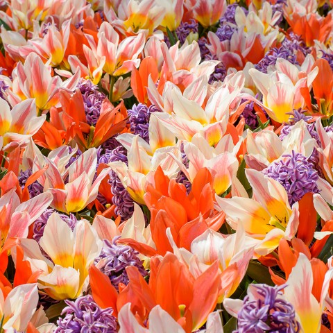 Tulip Greigii/Kaufmanniana Greigii Mix 8 Bulbs Ready for Planting Now in UK Autumn Outdoor Gardens