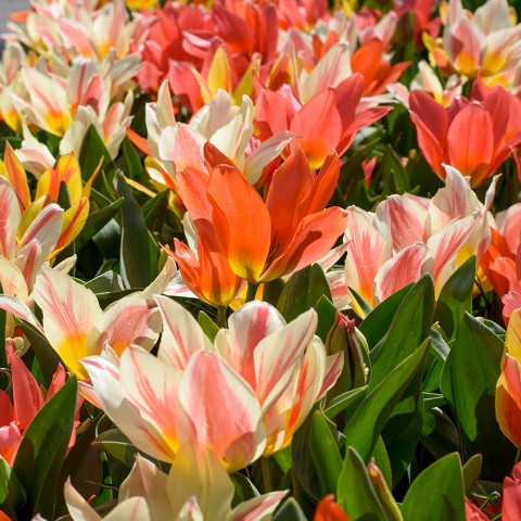 Tulip Greigii/Kaufmanniana Greigii Bulbs Mix Ready for Planting Now in UK Autumn Outdoor Gardens
