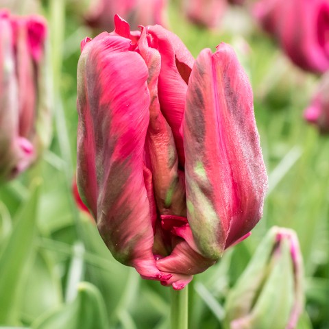 Tulip Parrot Red Madonna 6 Bulbs Ready for Planting Now in UK Autumn Outdoor Gardens