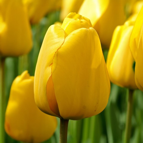 Tulip Darwin Hybride Golden Apeldoorn 6 Bulbs Ready for Planting Now in UK Autumn Outdoor Gardens