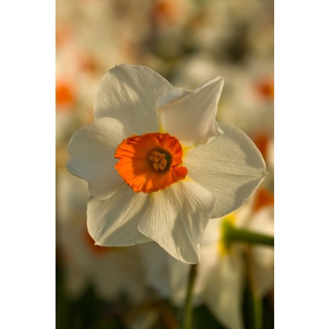 Daffodil (Narcissus) Large Cupped Sempre Avanti 5 Bulbs Ready for Planting Now in UK Autumn Outdoor Gardens