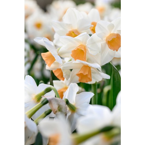 Daffodil (Narcissus) Botanical Kapiti Peach 5 Bulbs Ready for Planting Now in UK Autumn Outdoor Gardens