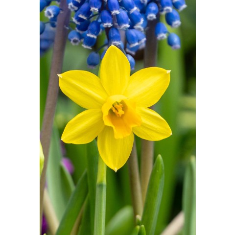 Happy Spring Garden 200 Bulbs Ready for Planting Now in UK Autumn Outdoor Gardens by Jamieson Brothers