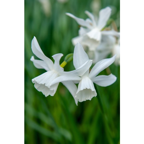 Daffodil (Narcissus) Botanical/Rockgarden Triandus Thalia 10 Bulbs Ready for Planting Now in UK Autumn Outdoor Gardens