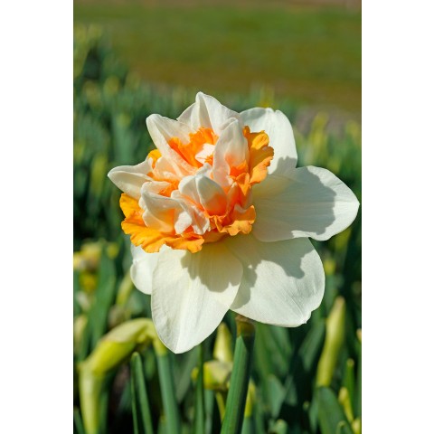 Daffodil (Narcissus) Extravaganza 5 Bulbs Ready for Planting Now in UK Autumn Outdoor Gardens