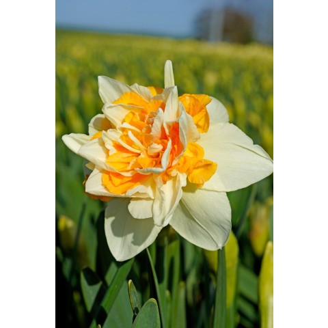 Daffodil (Narcissus) Double Extravaganza 5 Bulbs Ready for Planting Now in UK Autumn Outdoor Gardens