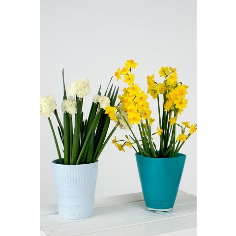 Daffodil (Narcissus) Double Erlicheer 5 Bulbs Ready for Planting Now in UK Autumn Outdoor Gardens