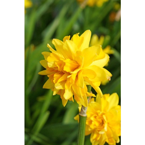 Daffodil (Narcissus) Tete Bouclé 12 Bulbs Ready for Planting Now in UK Autumn Outdoor Gardens