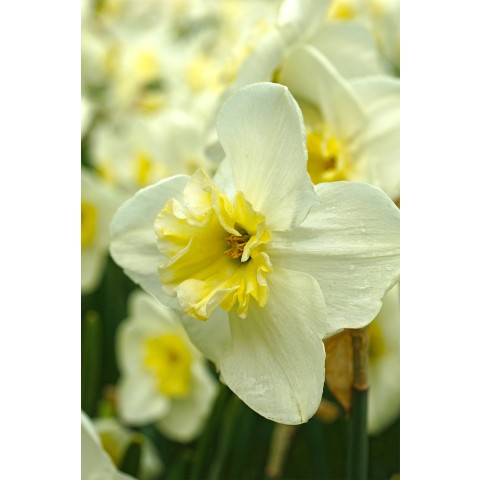 Daffodil (Narcissus) Small Cupped Papillon Blanc 5 Bulbs Ready for Planting Now in UK Autumn Outdoor Gardens by Jamieson Brothers