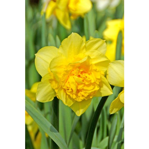 Daffodil (Narcissus) Double Dick Wilden 8 Bulbs Ready for Planting Now in UK Autumn Outdoor Gardens