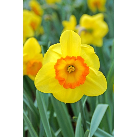 Daffodil (Narcissus) Delibes 5 Bulbs Ready for Planting Now in UK Autumn Outdoor Gardens