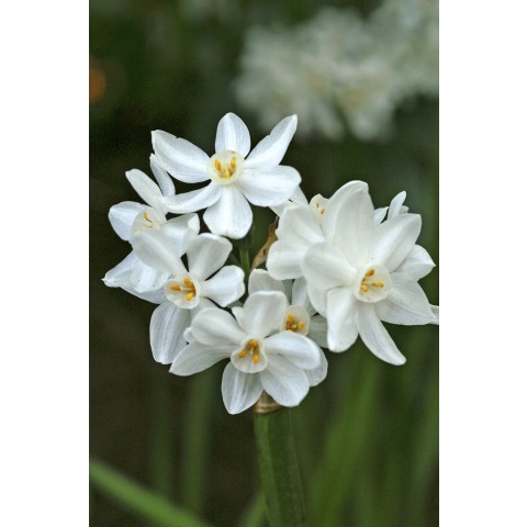 Daffodil Paperwhite Prepared For Indoors 5 Bulbs Ready for Planting Now in UK Autumn Indoor Gardens