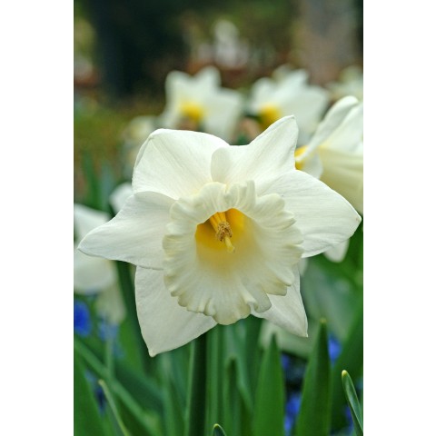 Daffodil (Narcissus) Trumpet Mount Hood 5 Bulbs Ready for Planting Now in UK Autumn Outdoor Gardens