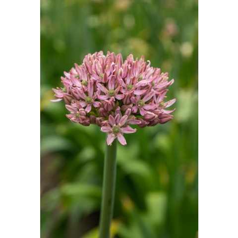 Allium Pink Jewel 3 Bulbs Ready for Planting Now in UK Autumn Outdoor Gardens