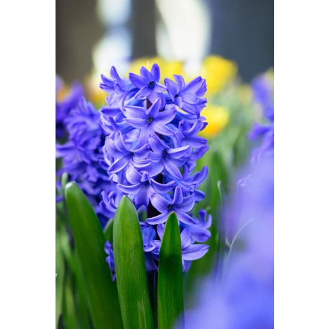 Hyacinthus Delft Blue Prepared For Indoors 3 Bulbs Ready for Planting Now in UK Autumn Indoor Gardens