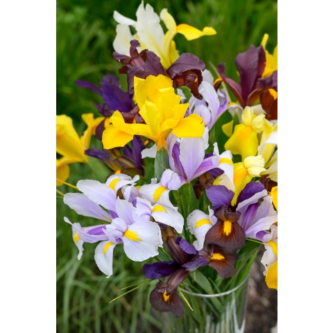 Dutch Iris Hollandica Bulb Mix Ready for Planting Now in UK Autumn Outdoor Gardens