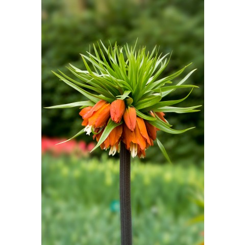 Fritillaria Imperalis Rubra 1 Bulb Ready for Planting Now in UK Autumn Outdoor Gardens
