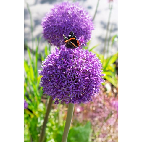 Best Friends Box #Velvet Temptation: Tulip Prince Parrot & Allium Purple Sensation, 16 Bulbs Ready for Planting Now in UK Autumn Outdoor Gardens