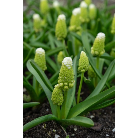 Muscari Lady Madonna 25 Bulbs Ready for Planting Now in UK Autumn Outdoor Gardens