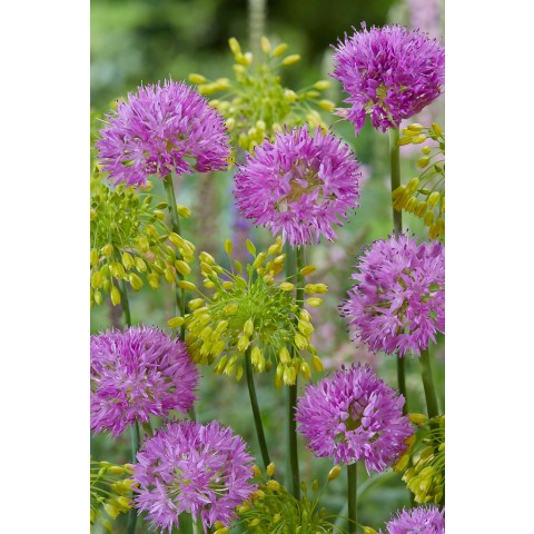 Allium Chloranthum Yellow Fantasy 8 Bulbs Ready for Planting Now in UK Autumn Outdoor Gardens