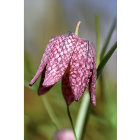 Fritillaria Meleagris 20 Bulbs Ready for Planting Now in UK Autumn Outdoor Gardens