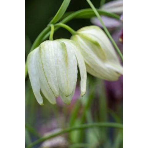 Fritillaria Meleagris Alba 20 Bulbs Ready for Planting Now in UK Autumn Outdoor Gardens