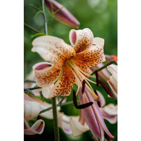 Lilium Tigrinum Tiger Babies 2 Bulbs Ready for Planting Now in UK Autumn Outdoor Gardens by Jamieson Brothers