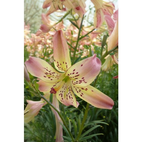 Lilium Tigrinum Corsage 2 Bulbs Ready for Planting Now in UK Autumn Outdoor Gardens by Jamieson Brothers
