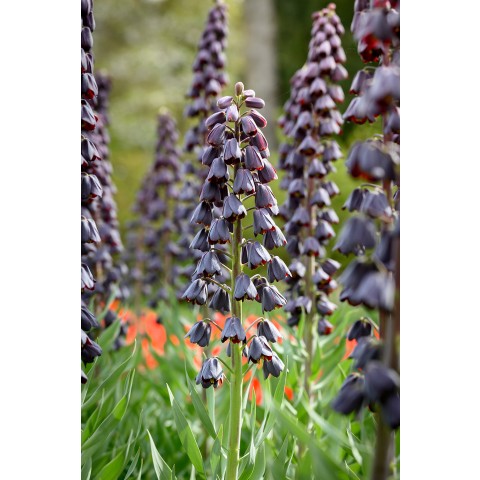 Fritillaria Persica 1 Bulb Ready for Planting Now in UK Autumn Outdoor Gardens