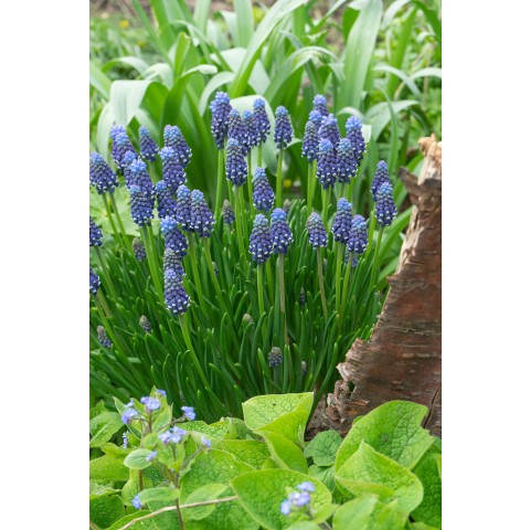 Best Friends, Mountain Dew: Muscari Night Eyes & White Spear, 25 Bulbs Ready for Planting Now in UK Autumn Outdoor Gardens