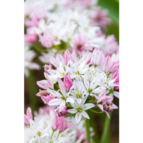 Allium Cameleon 20 Bulbs Ready for Planting Now in UK Autumn Outdoor Gardens