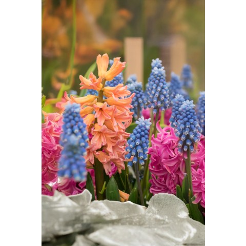 Hyacinthus Mix Prepared For Indoors 3 Bulbs Ready for Planting Now in UK Autumn Indoor Gardens