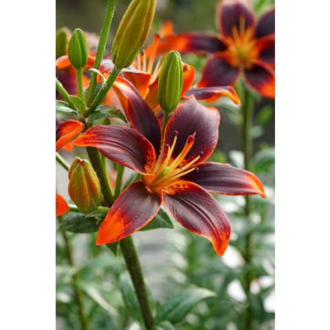 Lilium Asiatic Forever Susan 2 Bulbs Ready for Planting Now in UK Autumn Outdoor Gardens
