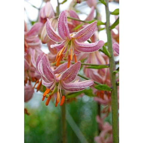 Lilium Martagon Pink Morning 2 Bulbs Ready for Planting Now in UK Autumn Outdoor Gardens