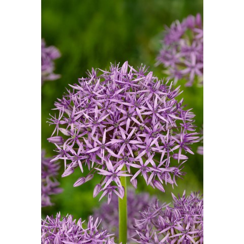 Allium Elegant 18 Bulbs Ready for Planting Now in UK Autumn Outdoor Gardens