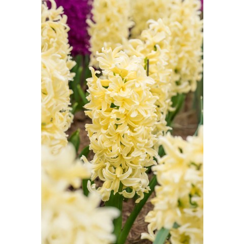 Hyacinthus Orientalis City Of Haarlem 5 Bulbs Ready for Planting Now in UK Autumn Outdoor Gardens