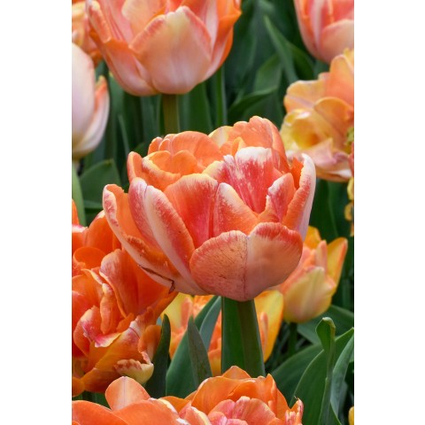 Best Friends, Peony Pleasures: Tulip Foxtrot & Foxy Foxtrot, 6 Bulbs Ready for Planting Now in UK Autumn Outdoor Gardens