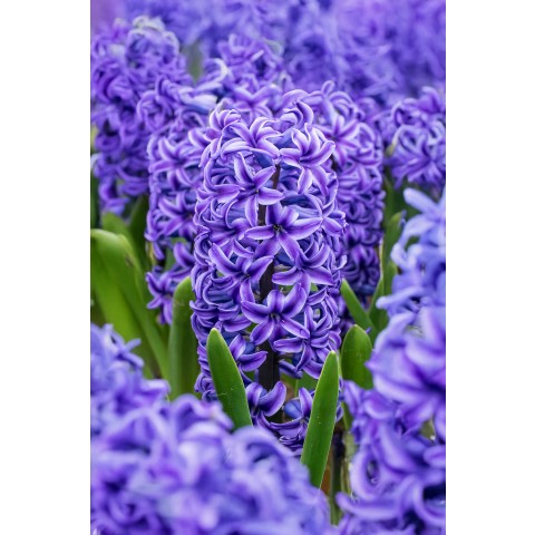 Hyacinthus Blue Jacket 3 Bulbs Ready for Planting Now in UK Autumn Outdoor Gardens