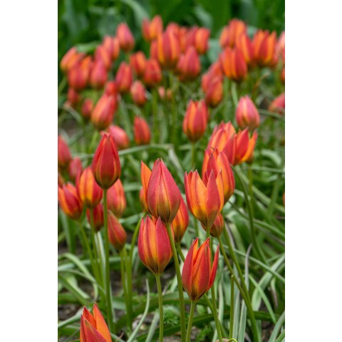 Tulip Botanical/Rockgarden Little Princess 15 Bulbs Ready for Planting Now in UK Autumn Outdoor Gardens