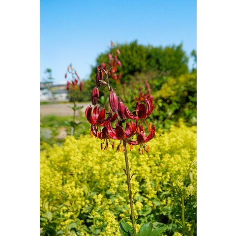 Lilium Martagon Claud Shride 2 Bulbs Ready for Planting Now in UK Autumn Outdoor Gardens